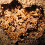 subterran-termite-03