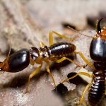 subterran-termite-04
