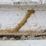 termite-signs-mud-tunnels