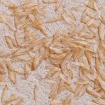 termite-signs-shedded-wings