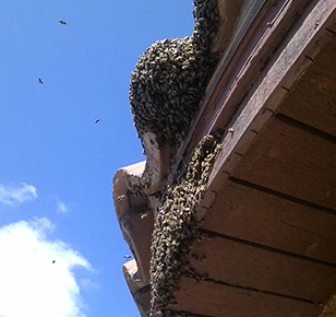 Signs-of-A-Bee-Infestation-1